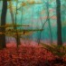 La forêt dans nos têtes