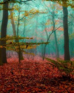 Evènement La forêt dans nos têtes le 13/12/2025 à 16:00 - Lieu :  Théâtre de Villefranche 69400 VILLEFRANCHE