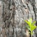 Feu la forêt