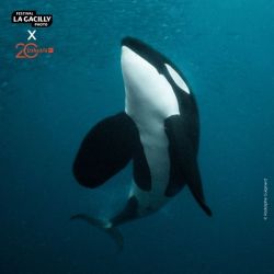 Evènement Projection - Objectif Wild : Face à face avec les orques le 28/08/2025 à 18:00 - Lieu :  Artémisia 56200 La Gacilly