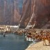 Tibesti et l’oasis oubliée